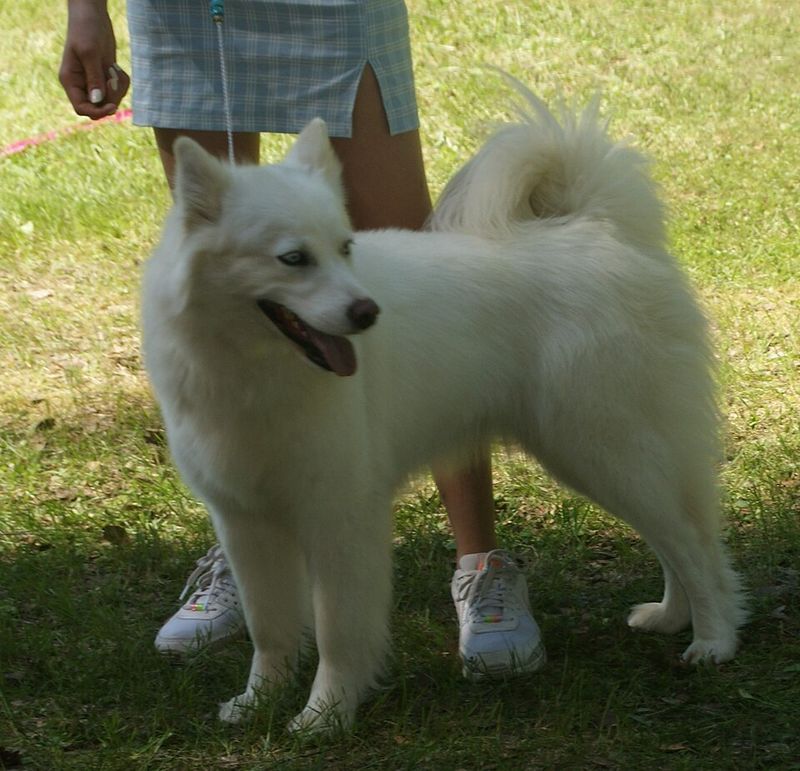 Rare Doesn’t Mean Fragile - 11 Lesser-Known Breeds That Are Surprisingly Tough 3 Yakutian Laika