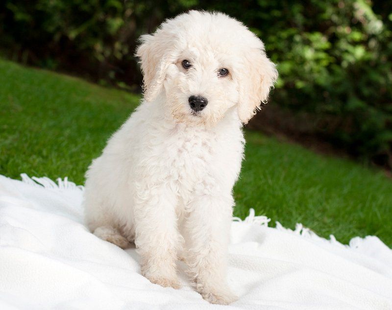 Toy Poodle