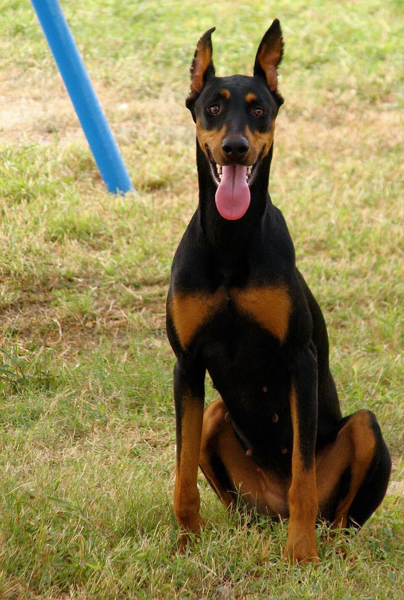 11 dogs whose appearance suggests toughness - while their everyday personality can tell another story 6 Doberman Pinscher