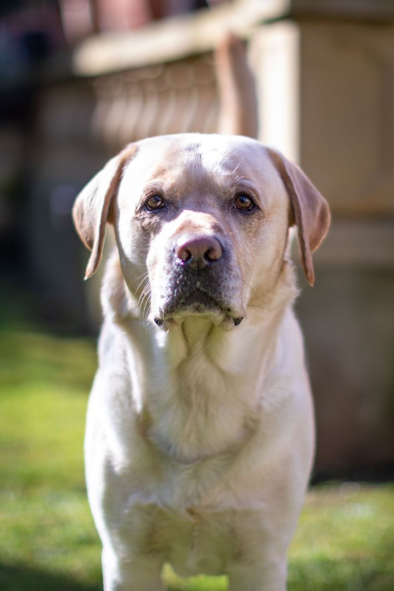 10 dogs that don't always know when playtime is over - plus 3 that practically put themselves to bed 3 Labrador Retriever