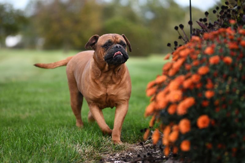These 11 dogs protect, comfort, and bond with families like few others can 6 Bullmastiff