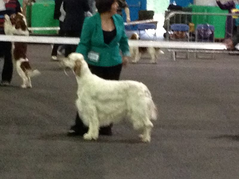English Setter