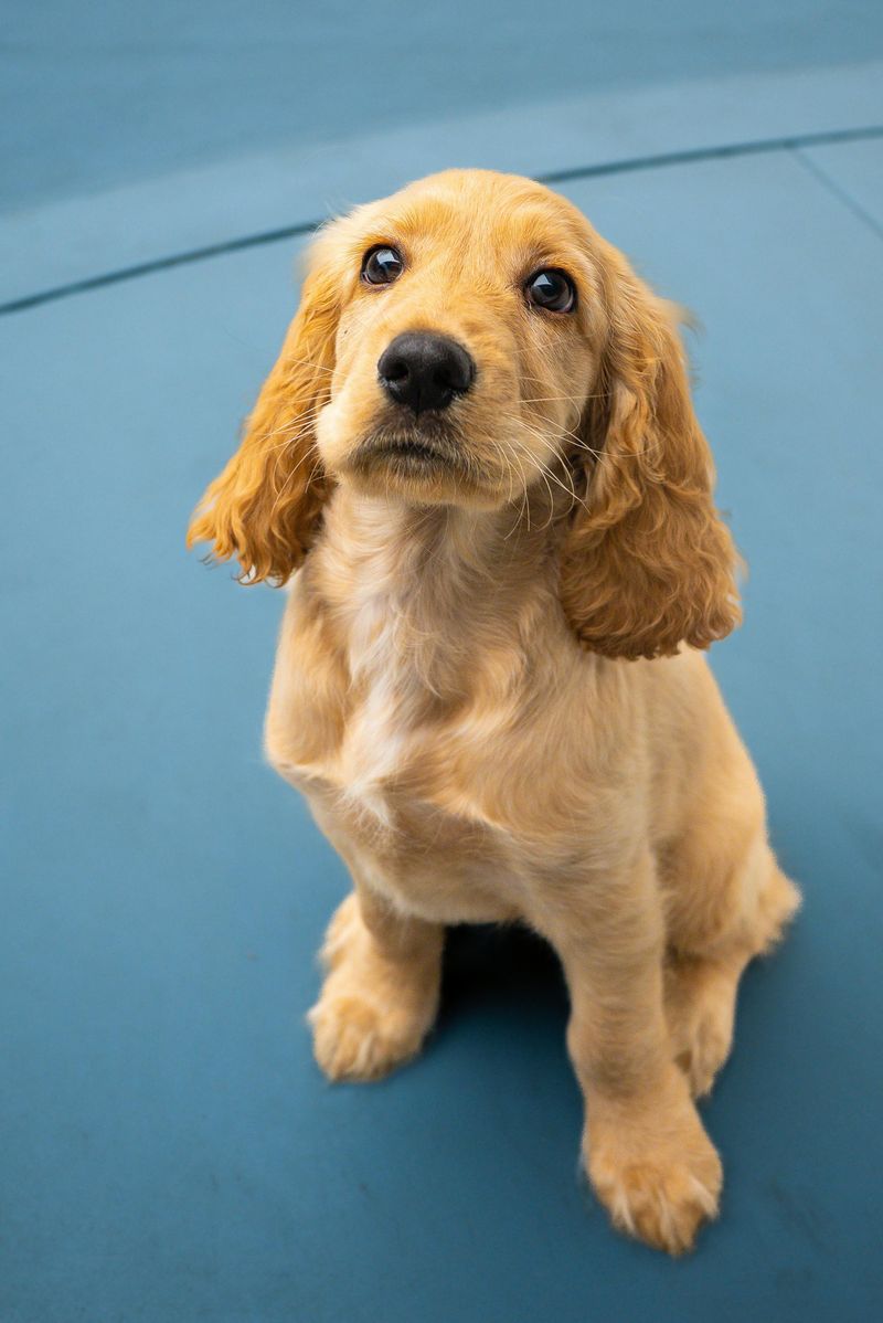 12 companion dog breeds known for deep devotion later in life 8 Cocker Spaniel