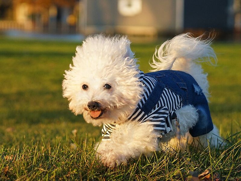 Bichon Frise