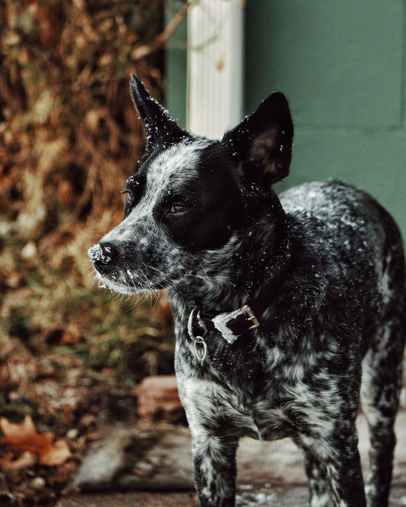 The same routine doesn't work equally well for every dog - These breeds make personalization especially valuable 9 Australian Cattle Dog