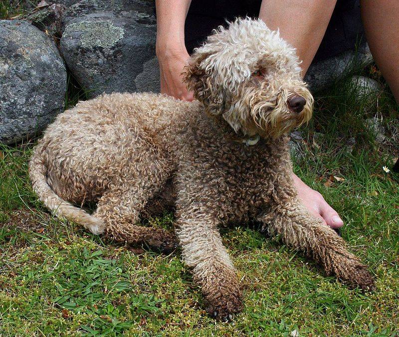 11 Dog Types That Were Named After Tiny Towns Most People Never Heard Of 2 Lagotto Romagnolo