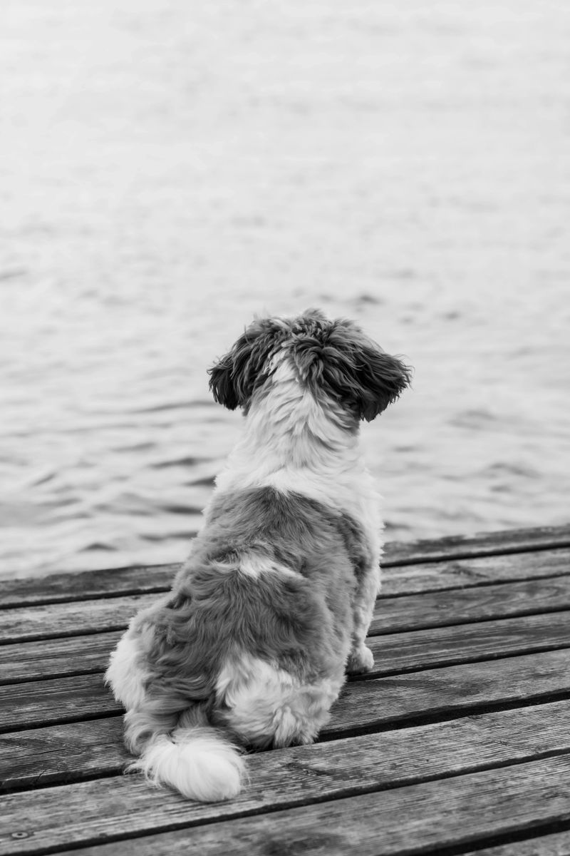 23 Gentle Dog Breeds Perfect for a Peaceful Lifestyle 6 Shih Tzu