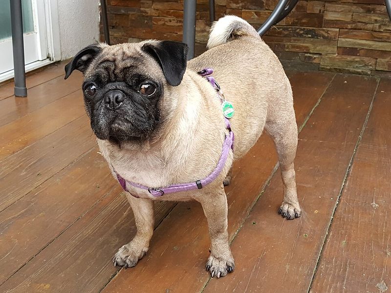 12 famous dog breeds veterinarians warn may not be the best choice 4 Pug