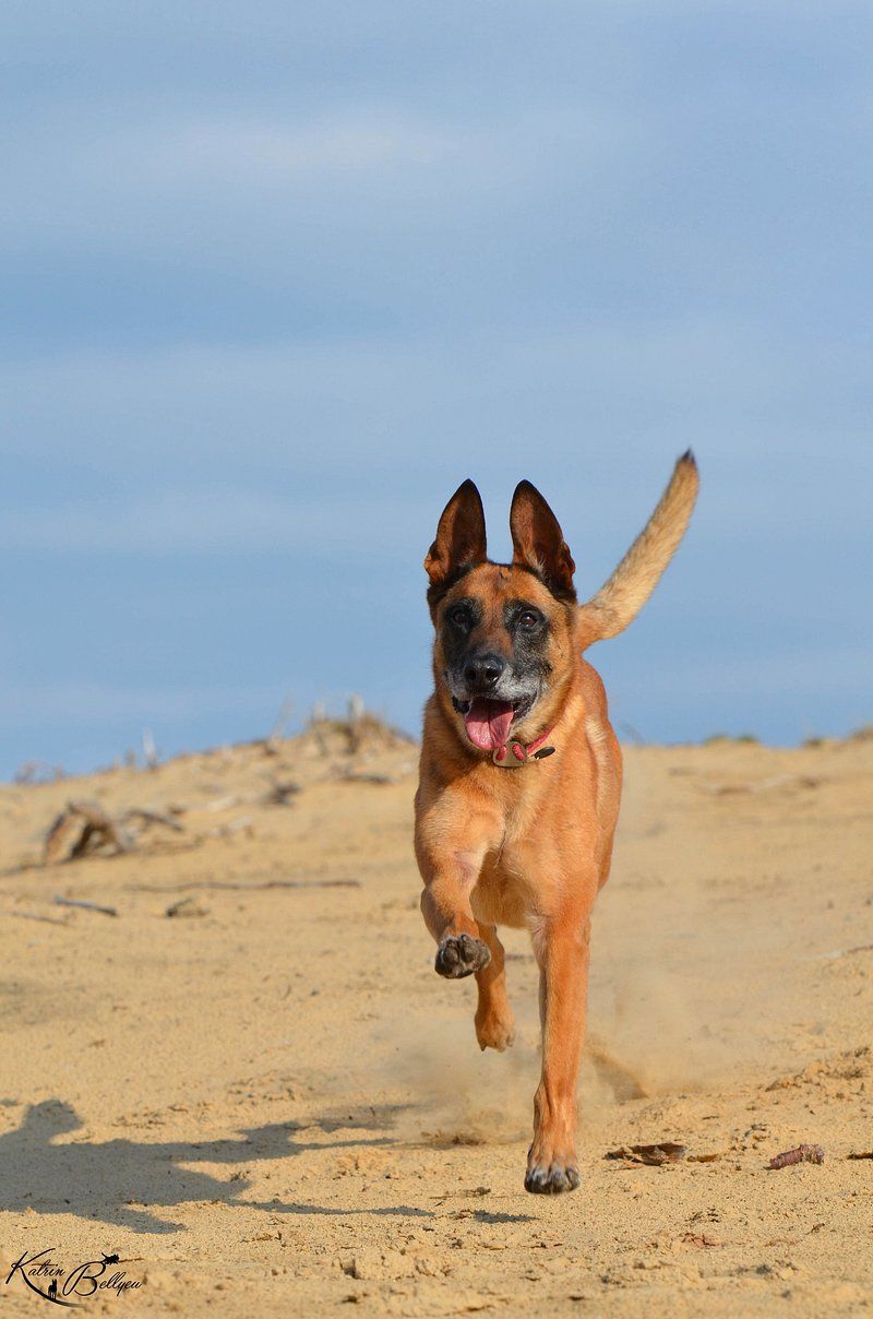 Belgian Malinois