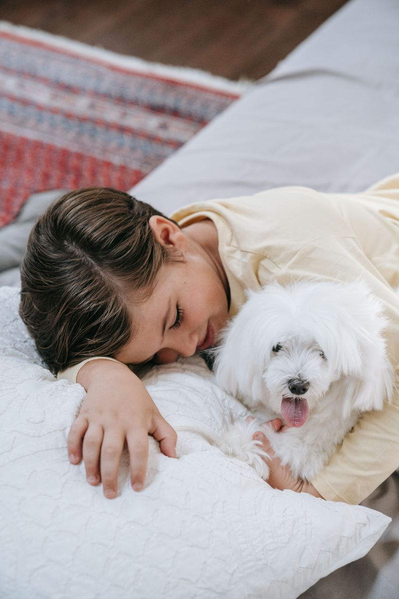 Human closeness isn't optional for these 10 deeply social dog breeds 7 Maltese