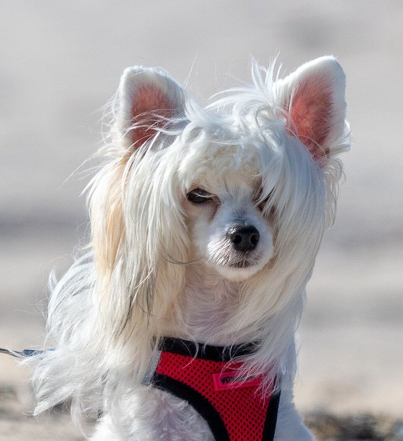 25 Unusual Dog Breeds That Stand Out for Their One-of-a-Kind Features 5 Chinese Crested