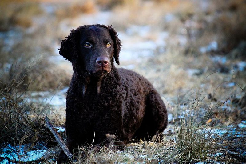 Curly-Coated Retriever