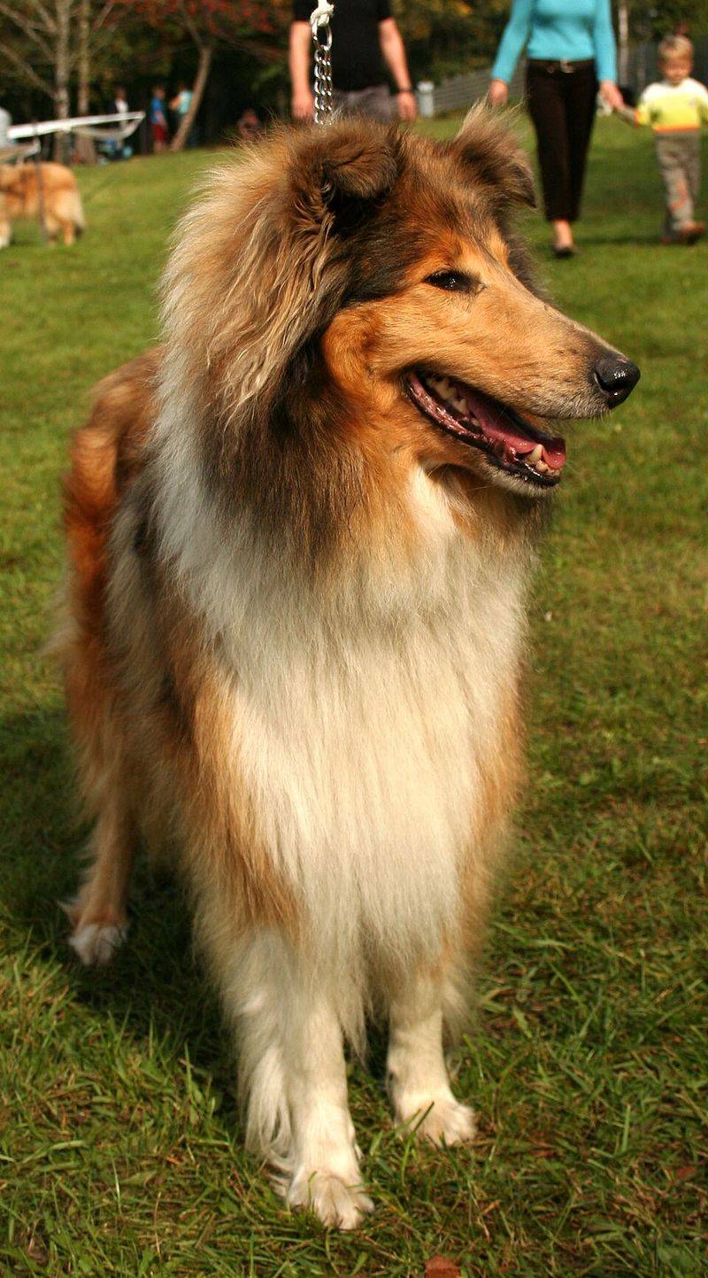 Your children may remember their first dog forever - These gentle breeds can make that bond something special 4 Rough Collie