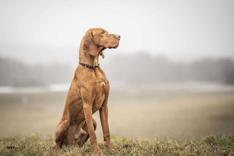 10 dog breeds that make clean living much easier than expected 8 Vizsla