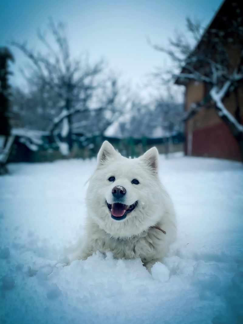 22 Large Dog Breeds That Show How Strength and Gentleness Can Coexist 16 Samoyed