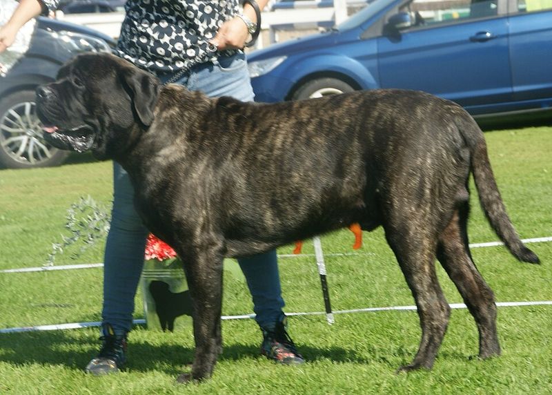 The toughest-looking dog in the neighborhood may secretly be the biggest softie in the house 9 Mastiff