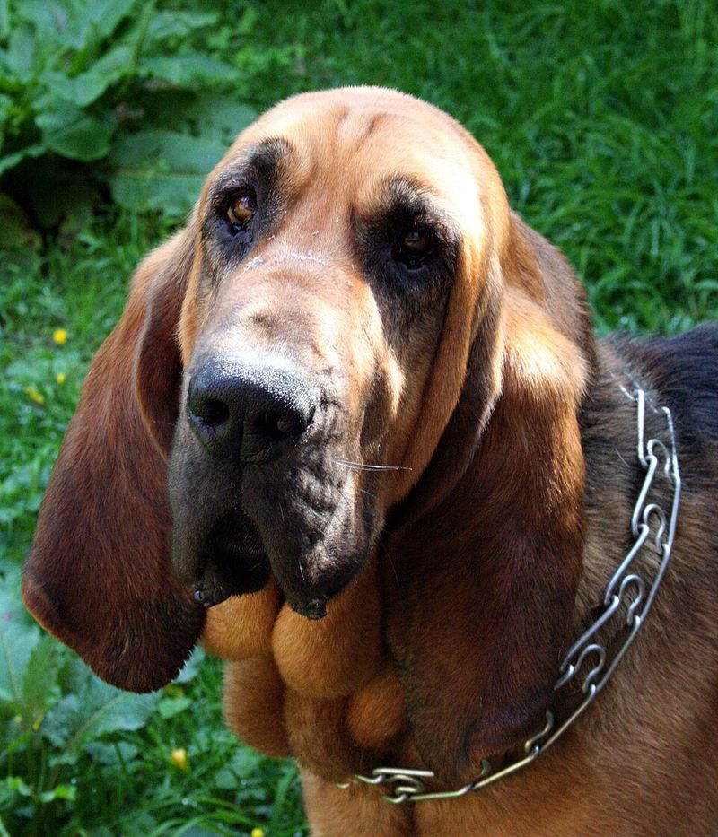 The secret behind these 10 dog breeds isn't training - it's centuries of carefully selected instincts 3 Bloodhound