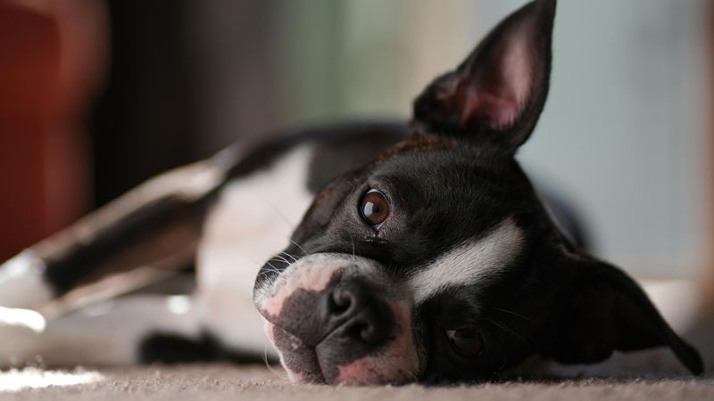 Ear shape