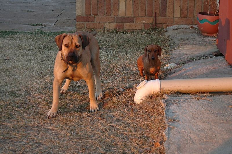 12 powerhouse dog breeds that can overwhelm unprepared owners fast 4 Boerboel