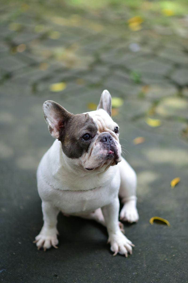 Some dog breeds never lose their appeal - These 13 prove it 14 French Bulldog