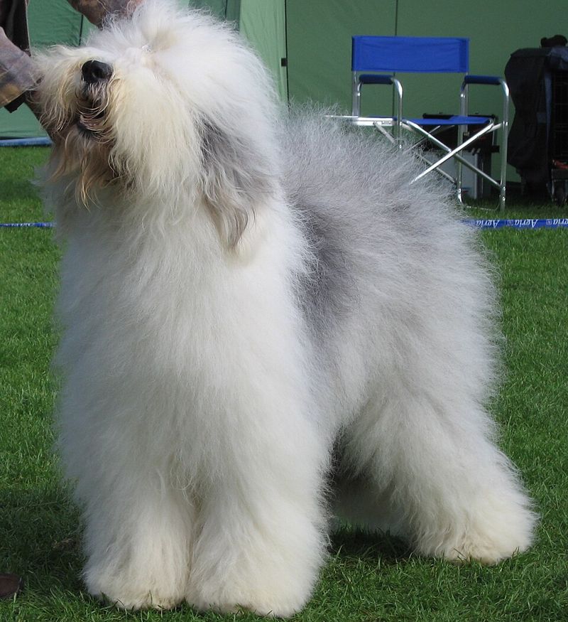 Love shepherd dogs? These breeds include a few you may never have encountered 10 Old English Sheepdog