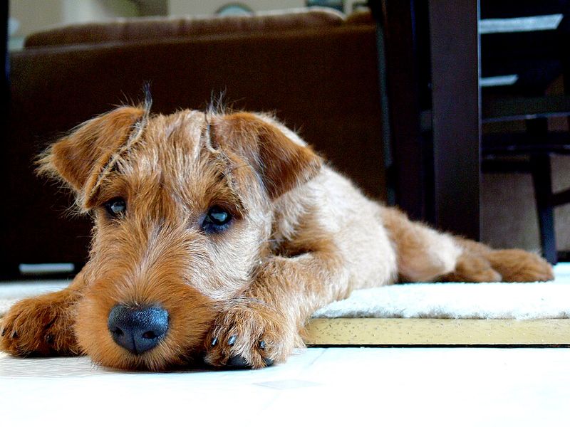 Irish Terrier