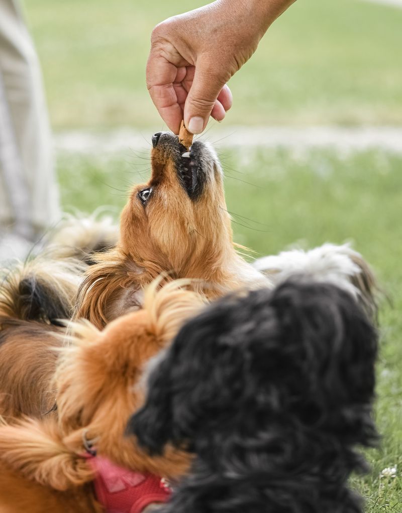 Using treats when the dog isn't paying attention
