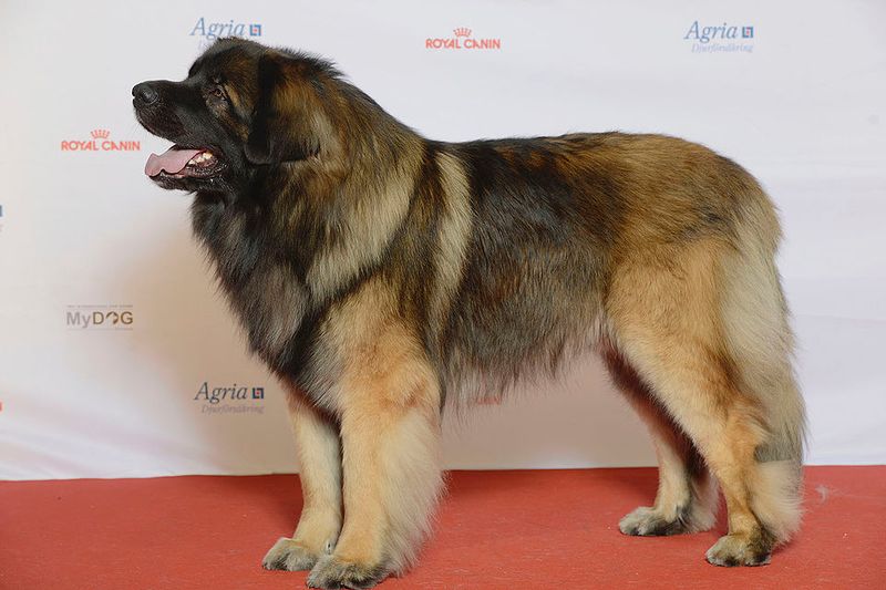 16 Incredibly Powerful Dog Breeds Strong Enough to Pull a Truck 11 Leonberger