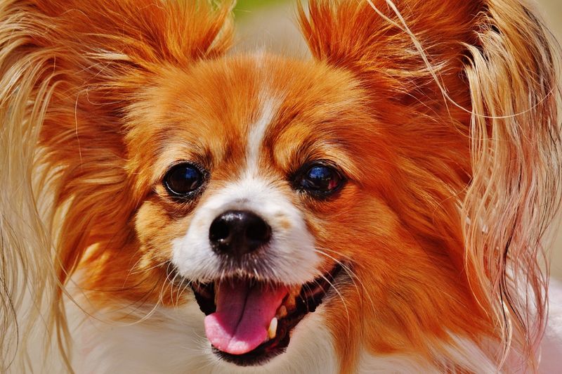 16 Dog Breeds That Love Being Wrapped Up Like Burritos (And Why It Calms Them) 11 Papillon