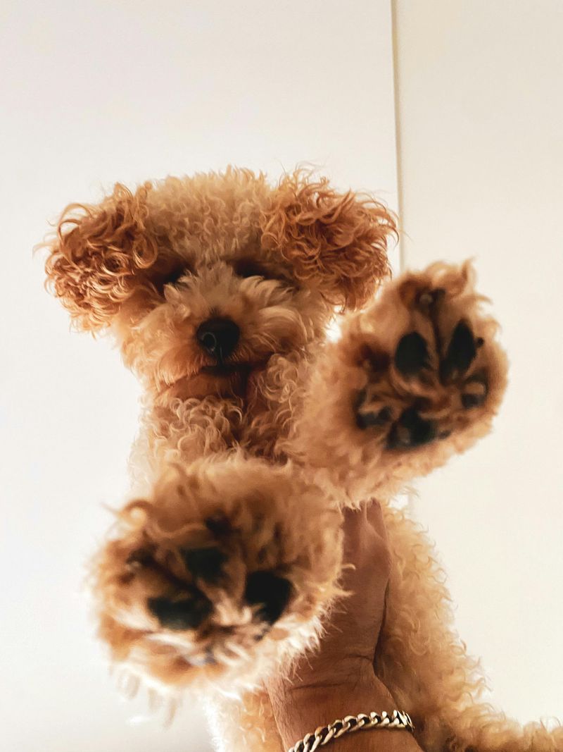 Toy Poodle