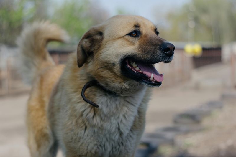 11 rugged dog breeds that still carry the mentality of life in harsh terrain 8 Anatolian Shepherd