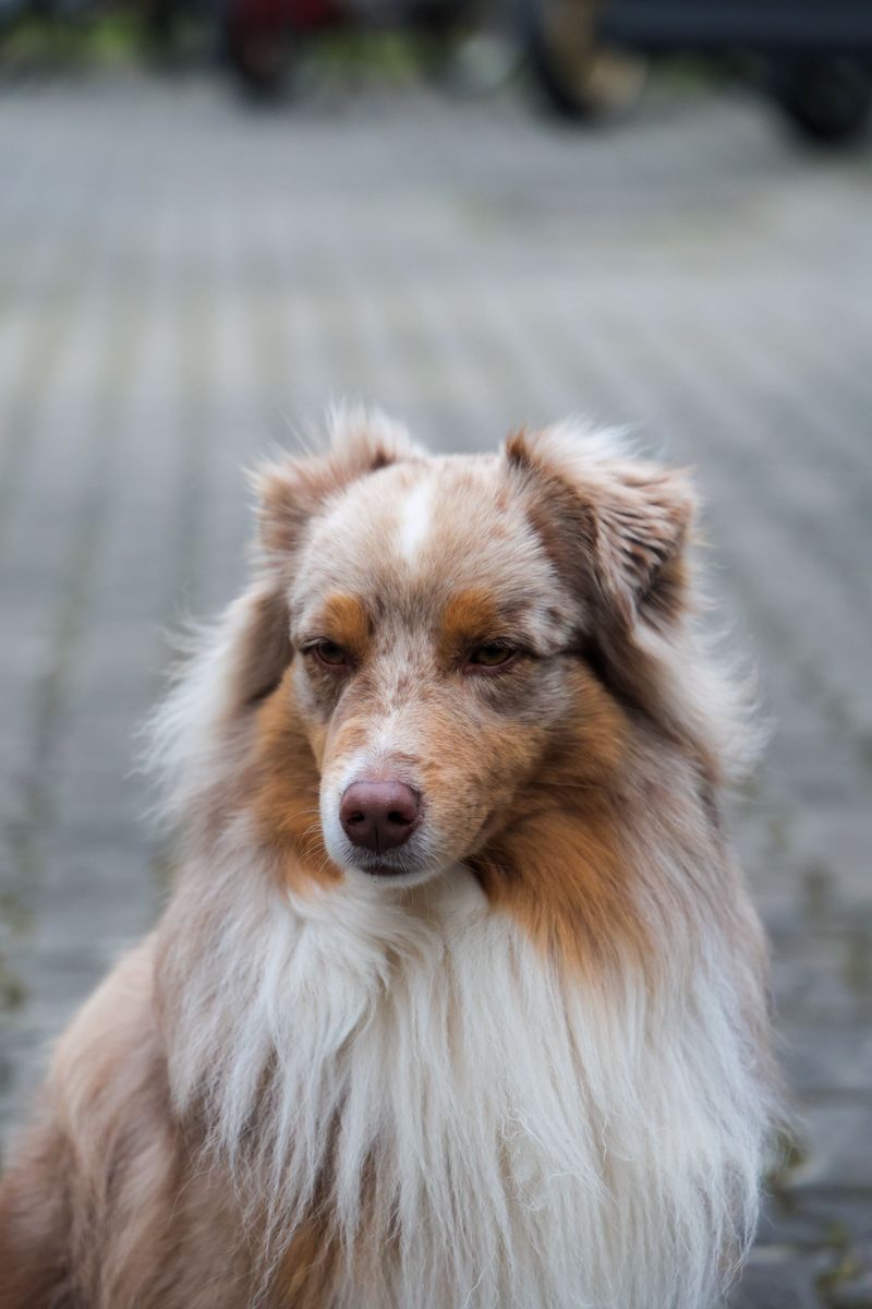 Australian Shepherd