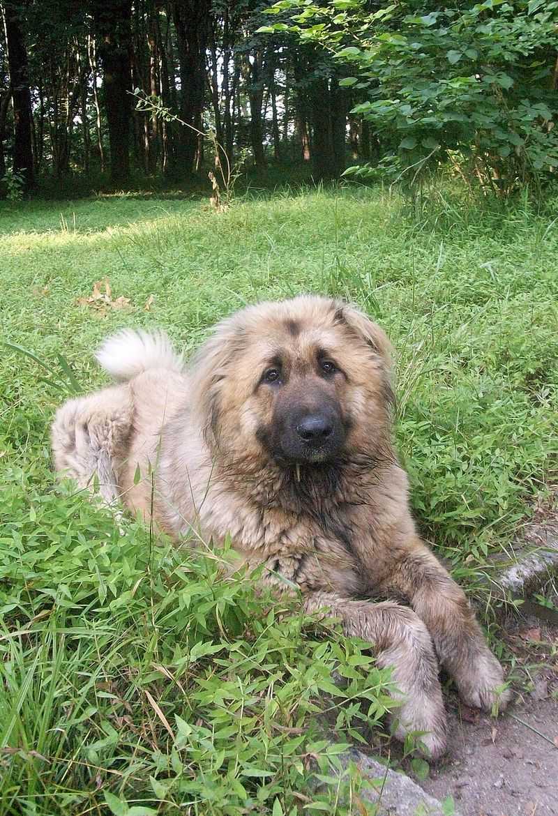 12 powerhouse dog breeds that can overwhelm unprepared owners fast 8 Caucasian Shepherd