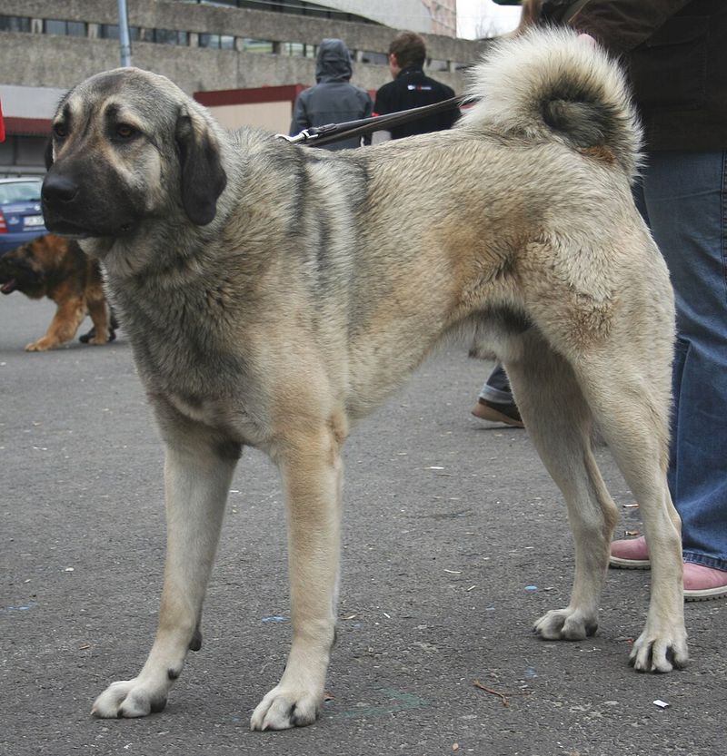 Anatolian Shepherd Dog 
