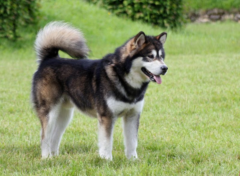 Alaskan Malamute