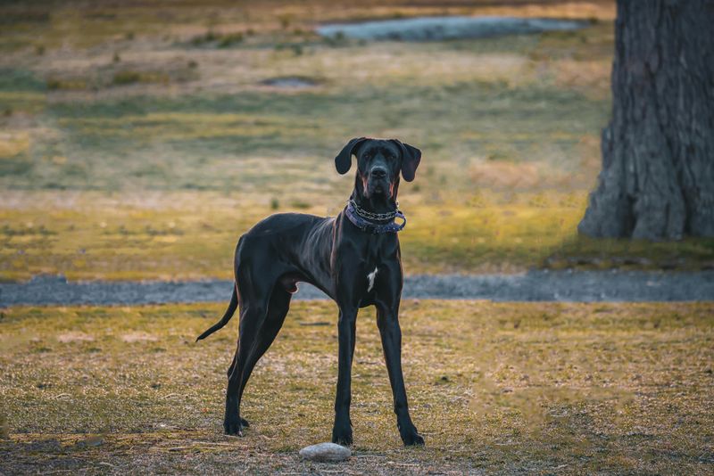 11 dog breeds people fear the most - plus 3 lovable dogs unfairly dragged into the conversation 15 Great Dane