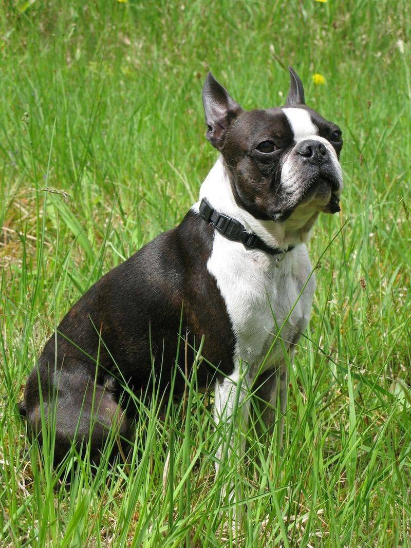 12 Dog Types That Stay Surprisingly Clean With Almost No Grooming 8 Boston Terrier