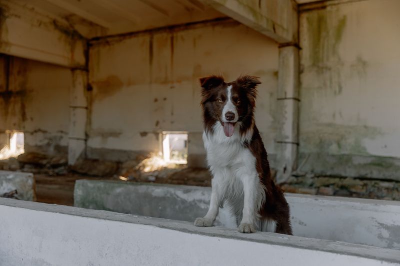 Once these dog breeds become part of your life, you'll rarely walk through the house alone 12 Border Collie