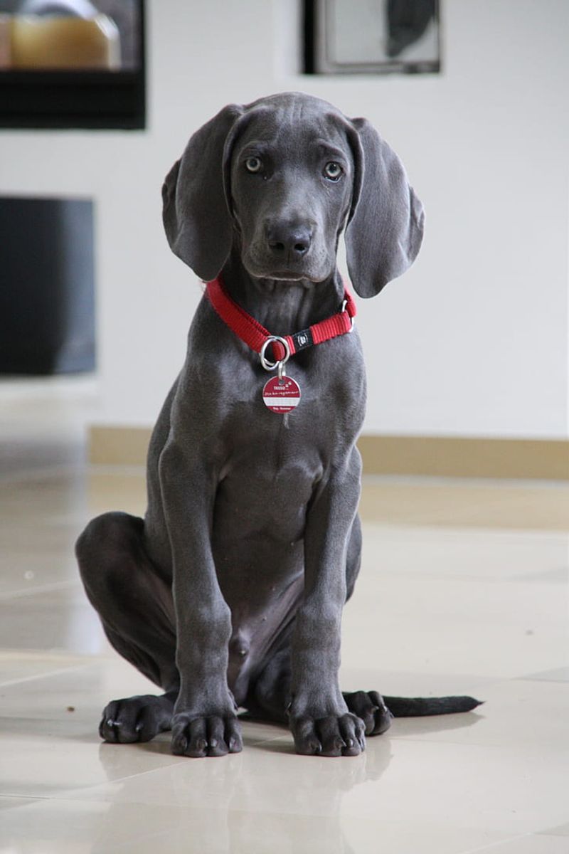 Weimaraner