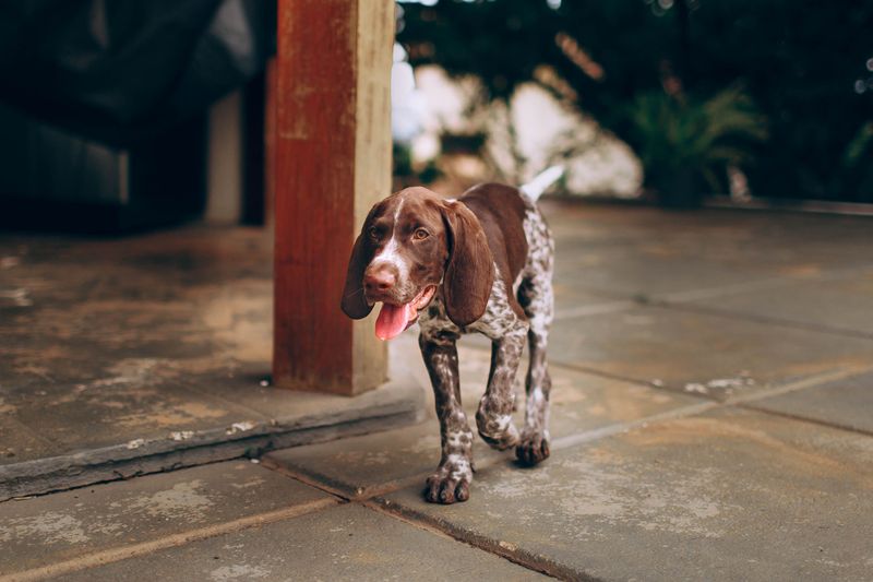 A full bowl and a long walk can solve a lot - Just not everything these dogs need 12 German Shorthaired Pointer - scent first, speed second