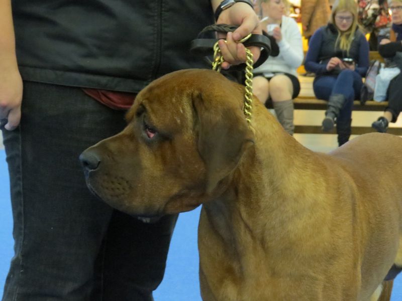 25 Dog Breeds Similar to the Bullmastiff in Strength and Temperament 22 Tosa Inu