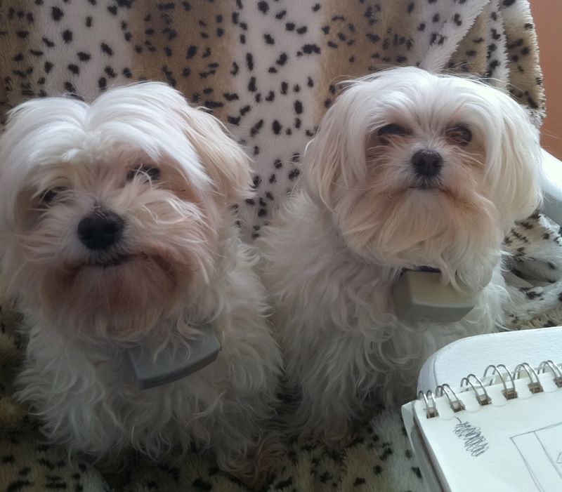 Maltese