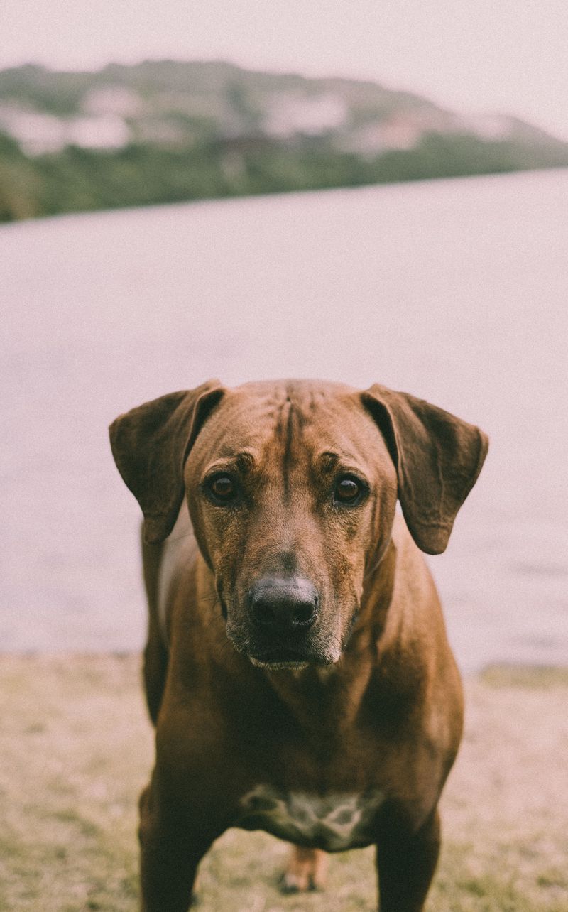 Some dog breeds look impressive - These companions prove themselves in ordinary life 8 Rhodesian Ridgeback