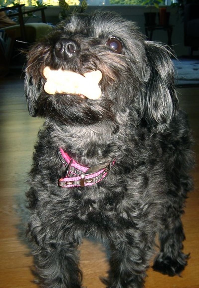 Yorkipoo