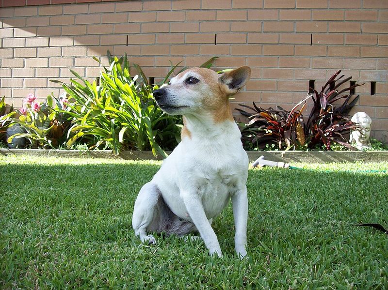 25 Small Dog Breeds That Combine Courage with Endless Energy 24 Toy Fox Terrier