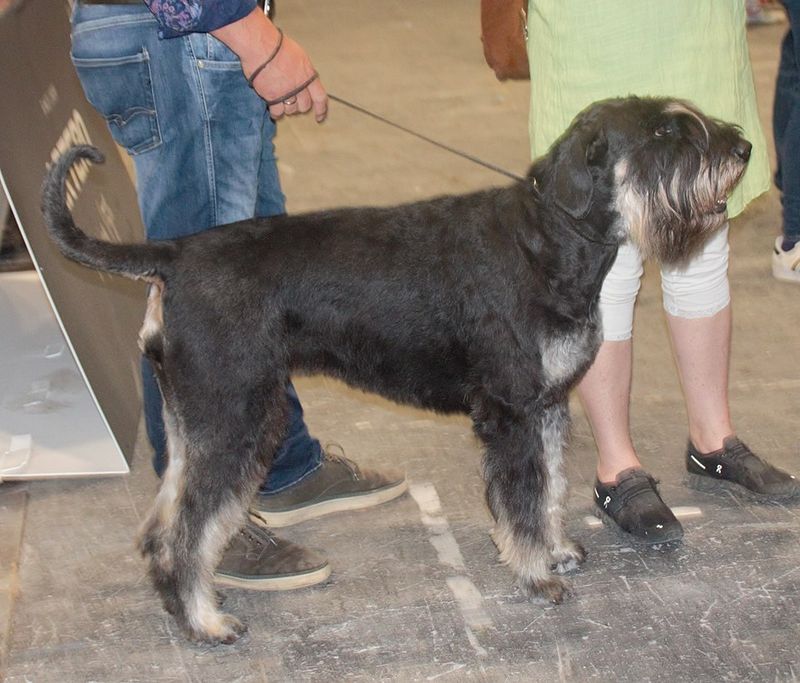 Giant Schnauzer