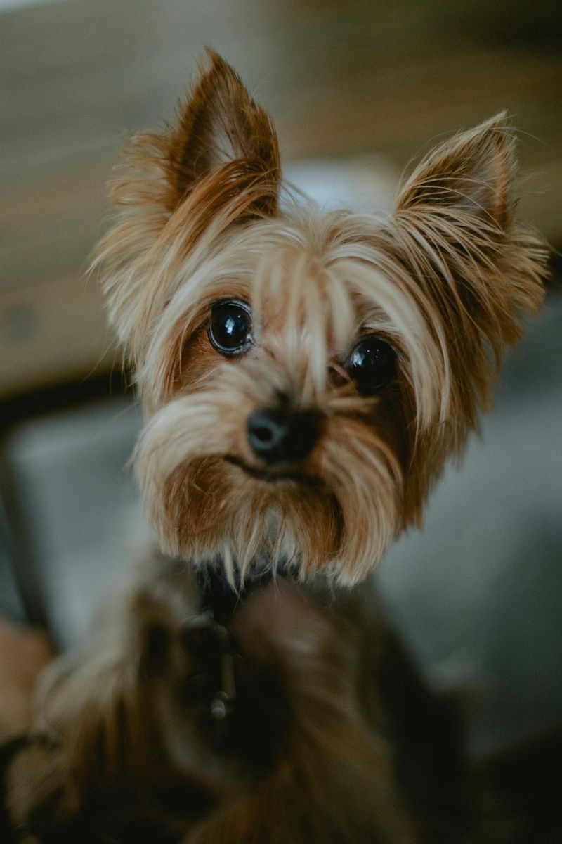 Silky Terrier