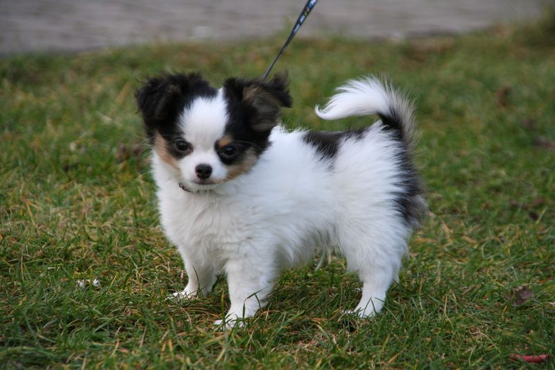 Good luck scrolling past these dog breeds without imagining one in your home 8 Papillon