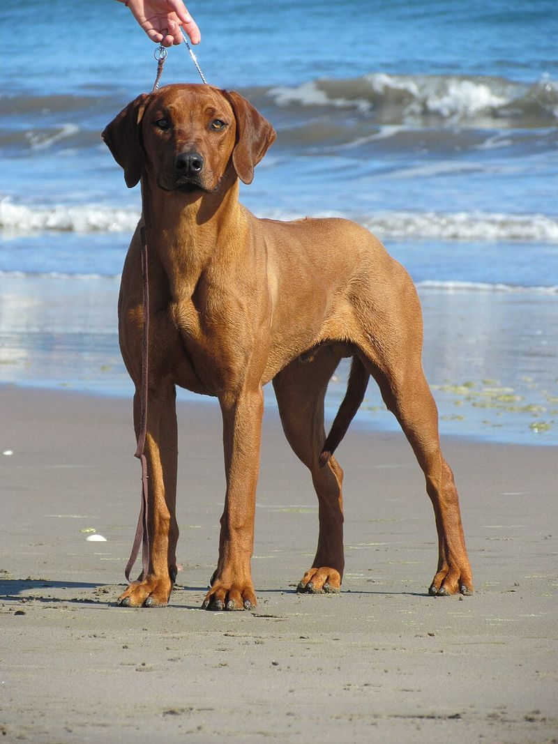12 dog breeds that stay calm at home but become instantly alert outdoors 10 Rhodesian Ridgeback