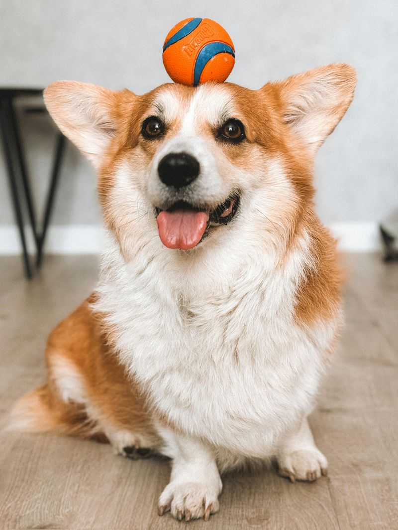 14 Dog Breeds So Naturally Goofy They’ll Have You Laughing Constantly 9 Pembroke Welsh Corgi